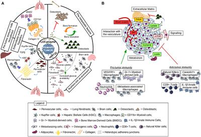 Interactions in the (Pre)metastatic Niche Support Metastasis Formation